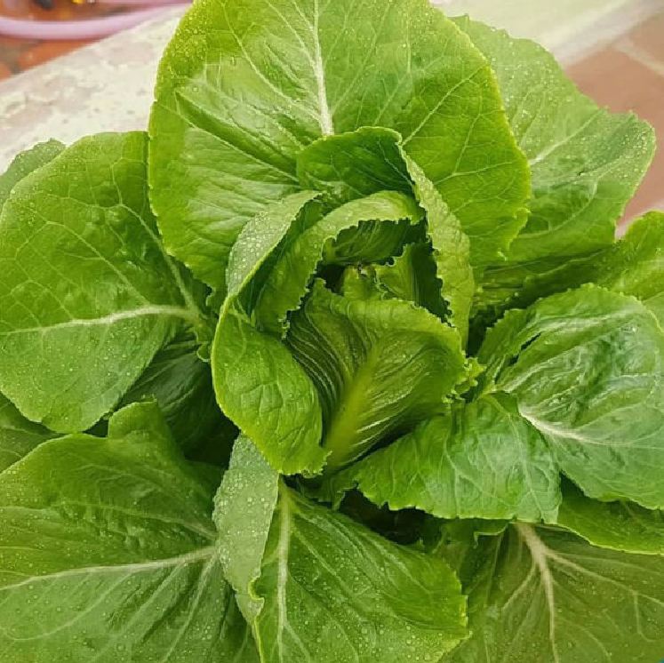 Hạt Giống Xà Lách ROMAINE Xanh - Gói 0.2gram