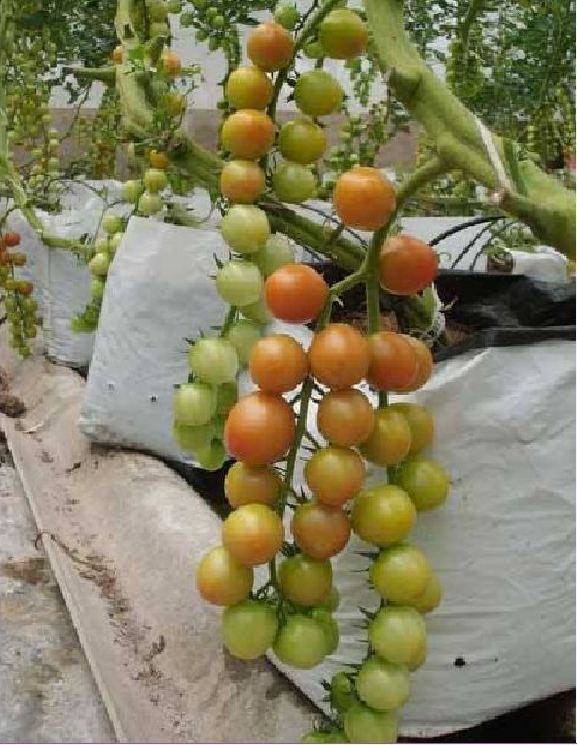 Hạt Giống Cà Chua Bi Vàng (Cà Chua Cherry) F1