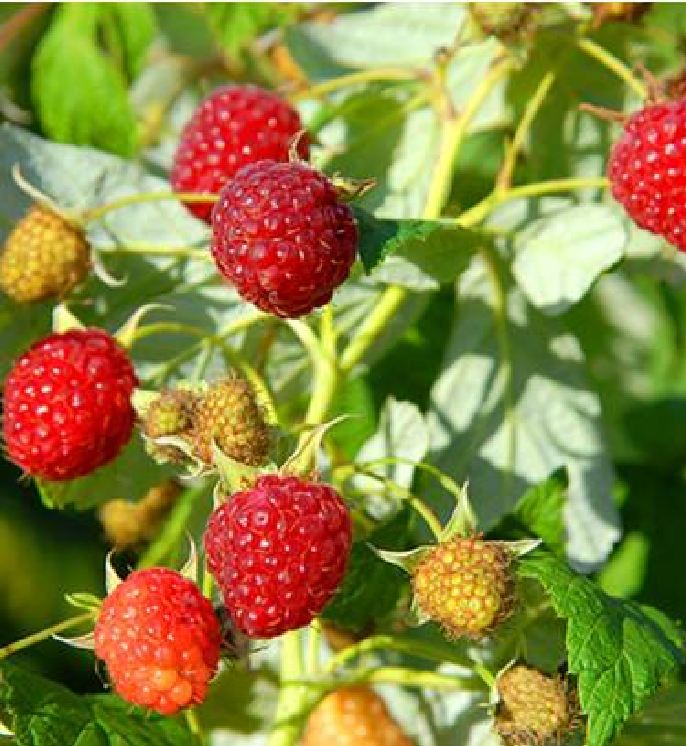 Hạt Giống Quả Mâm Xôi Đỏ