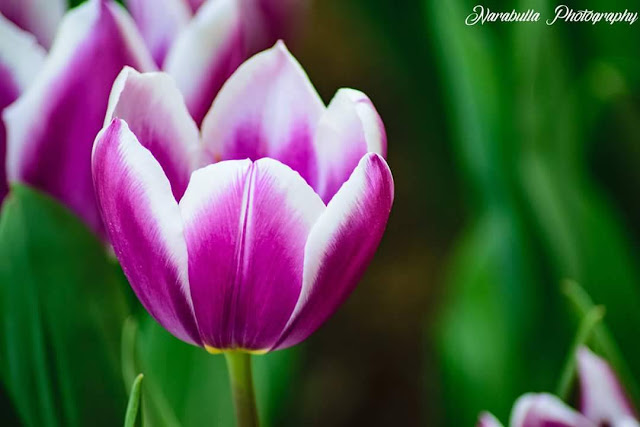 Bộ 5 củ giống hoa tulip màu tím