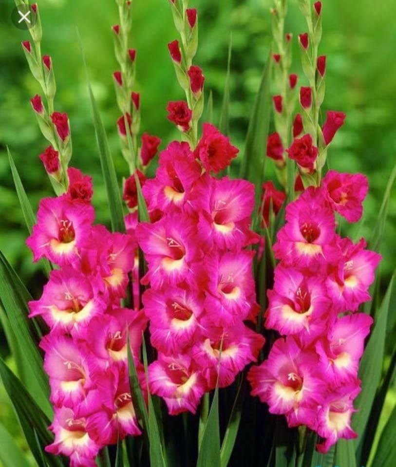 Củ Giống Hoa Lay Ơn Nhiều Màu ( Combo 10 củ )