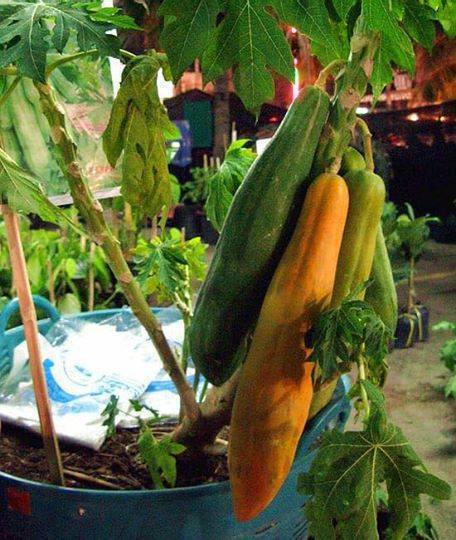 Hạt Giống Đu Đủ Ruột Đỏ Siêu Dài Phuket Thái