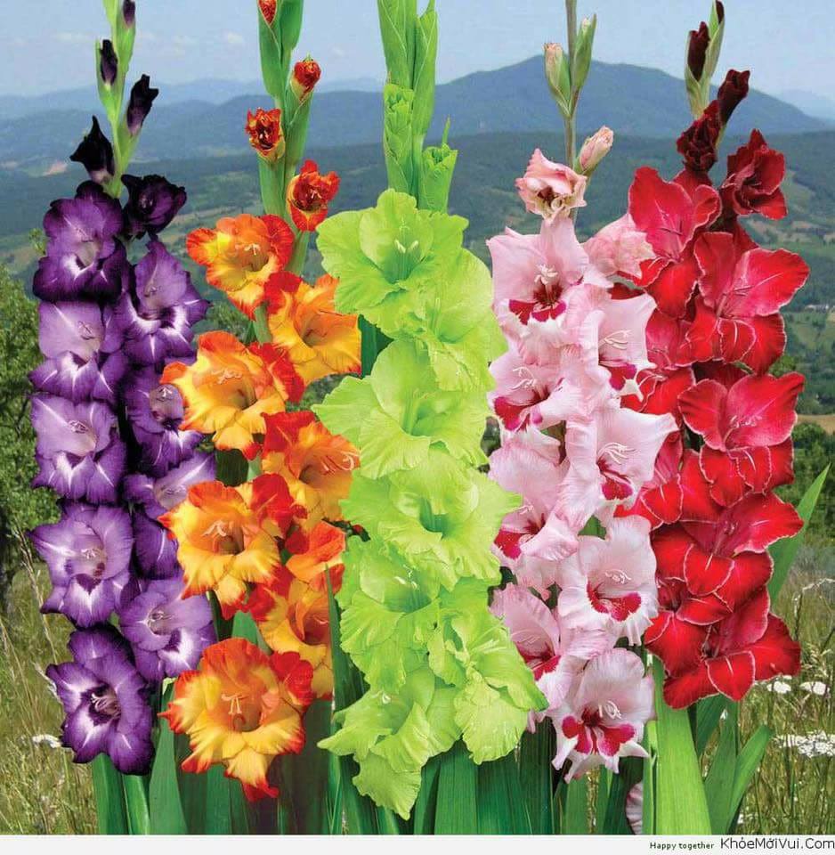 Củ Giống Hoa Lay Ơn Nhiều Màu ( Combo 10 củ )