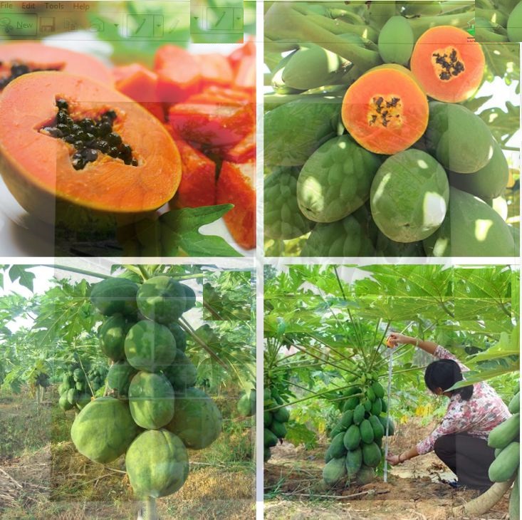 Hạt Giống Đu Đủ Lùn Siêu Trái Thái Lan