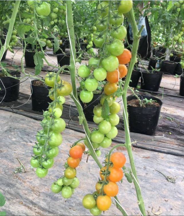 Hạt Giống Cà Chua Bi Vàng (Cà Chua Cherry) F1