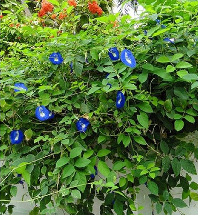 Hạt Giống Hoa Đậu Biếc Cánh Đơn