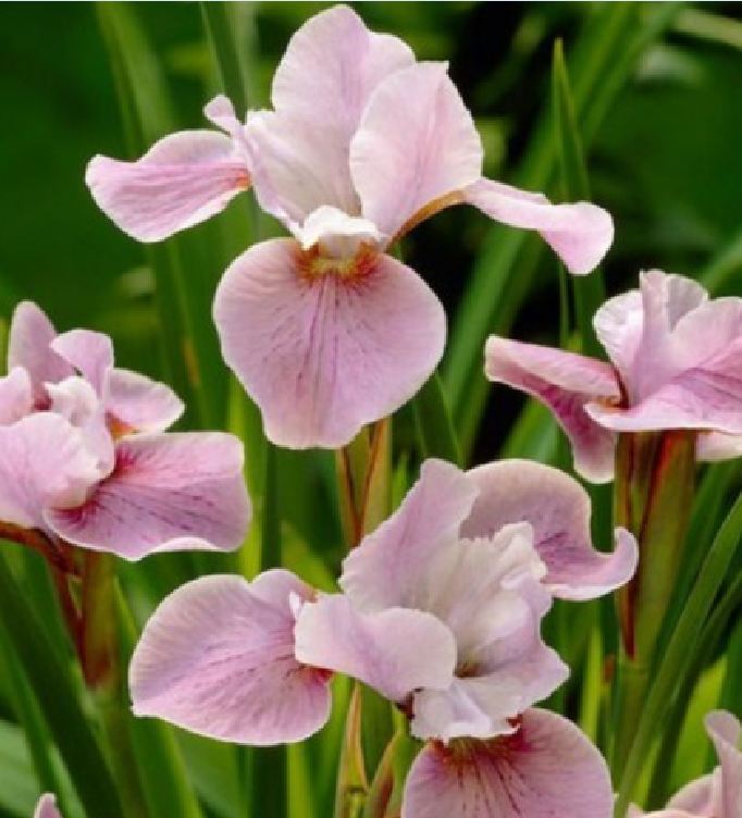 Hạt Giống Diên Vĩ Hồng (Iris Hồng)