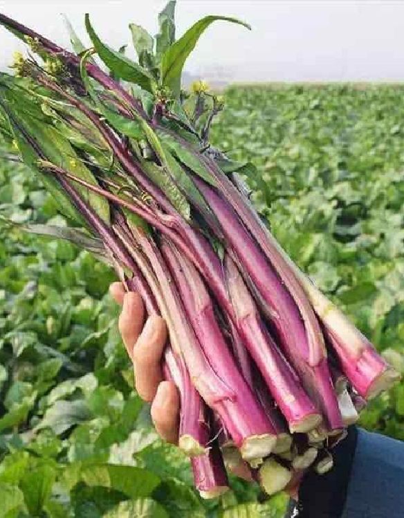 Hạt Giống Rau Cải Ngồng Đỏ