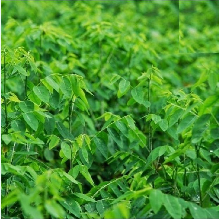 Hạt Giống Cây Rau Bồ Ngót - Gói 50 hạt