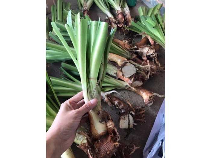 Củ Giống Hoa Thanh Anh