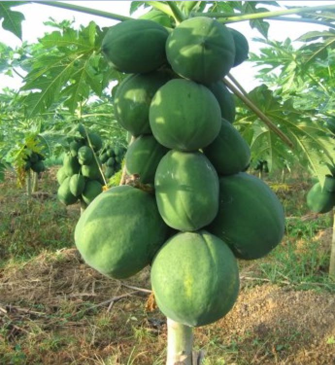 Hạt Giống Đu Đủ Lùn Siêu Trái Thái Lan