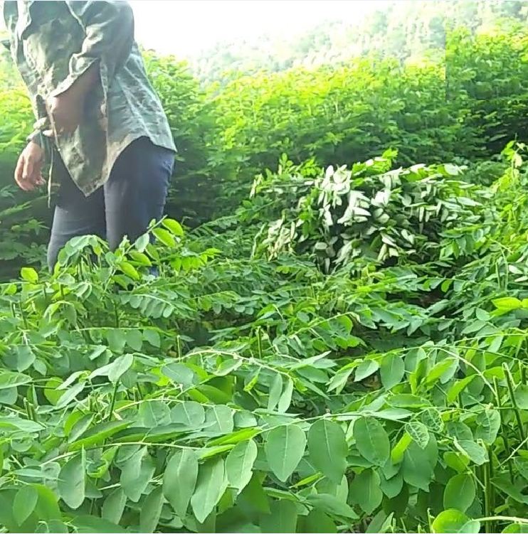 Hạt Giống Cây Rau Bồ Ngót - Gói 50 hạt