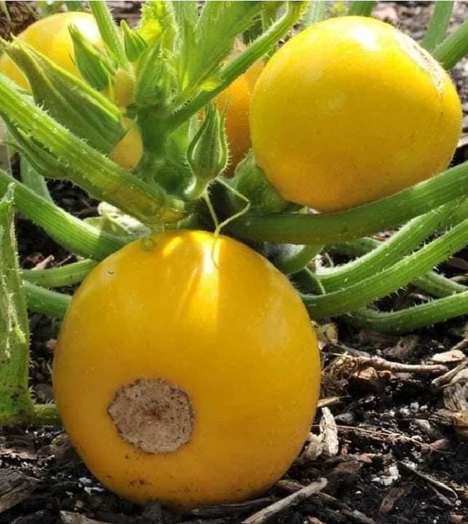 Hạt Giống Bí Ngồi Vàng Quả Tròn
