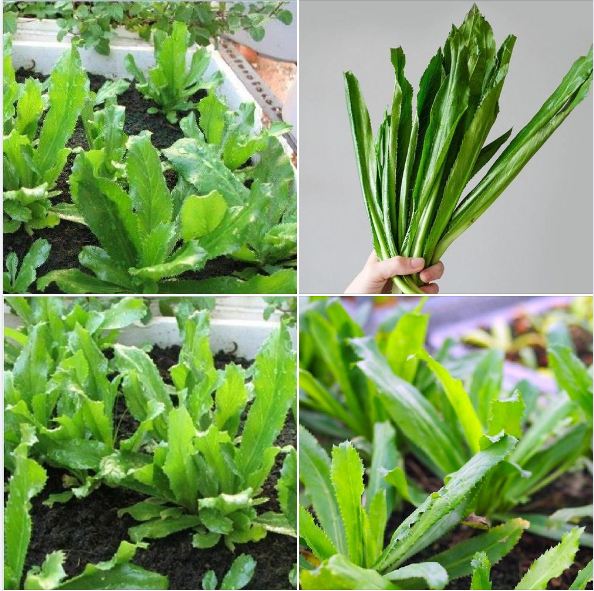 Hạt Giống Rau Ngò Gai ( Mùi Tàu )