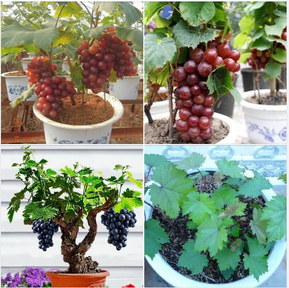 Hạt Giống Nho Lùn Pháp