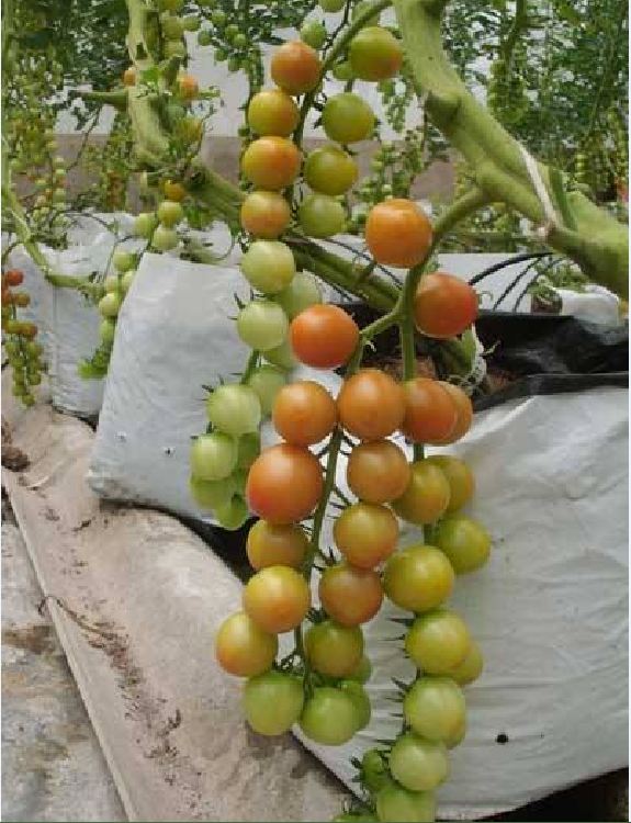 Hạt Giống Cà Chua Bi Vàng (Cà Chua Cherry) F1