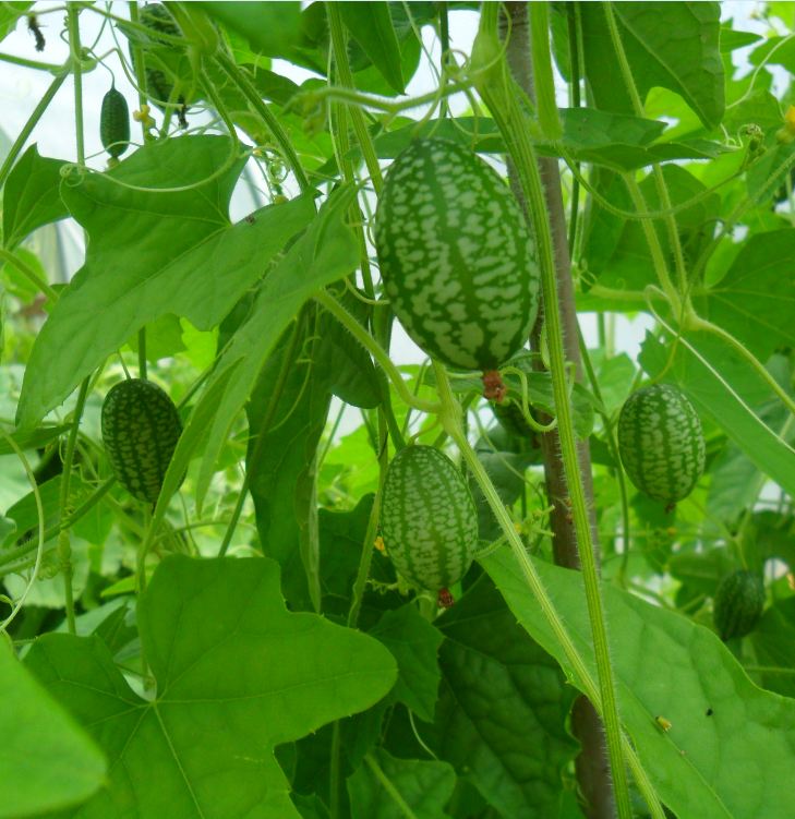 Hạt Giống Dưa Hấu Tí Hon