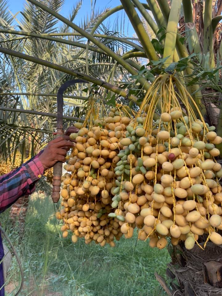 Hạt Giống Chà Là Ăn Trái Trung Đông