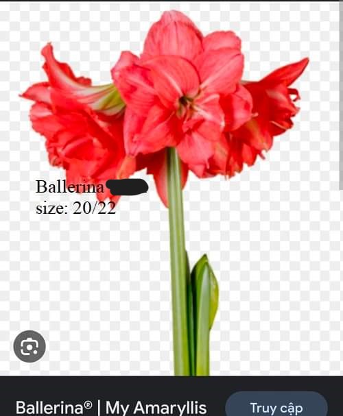 Củ hoa lan huệ cánh kép nhập khẩu - 1 củ (Tổng hợp nhiều loại cực đẹp)