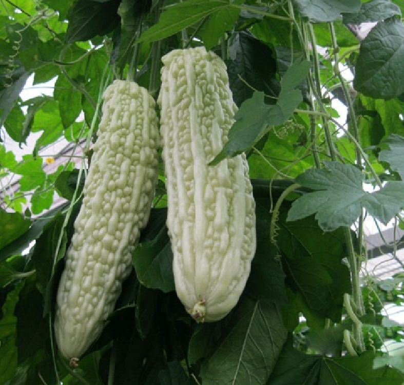 Hạt Giống Khổ Qua Bạch Tuyết F1