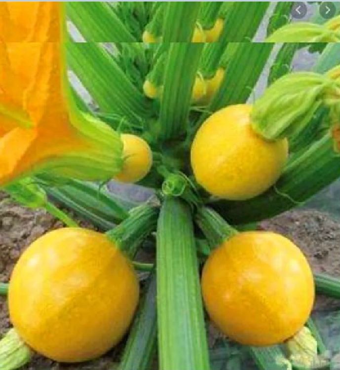 Hạt Giống Bí Ngồi Vàng Quả Tròn
