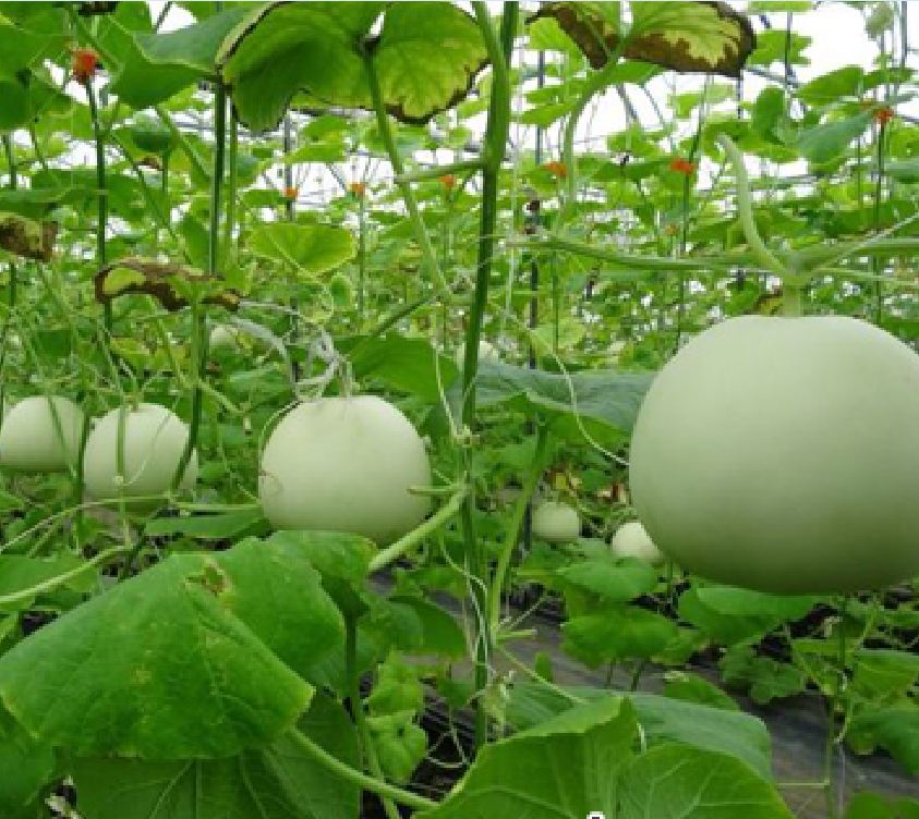 Hạt Giống Dưa Lê Bạch Tuyết