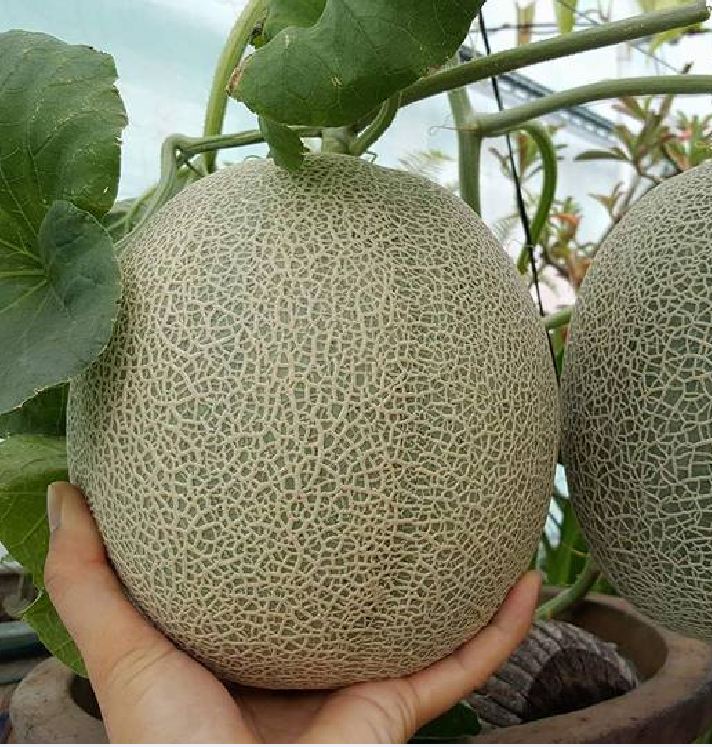 Hạt Giống Dưa Lưới Ruột Xanh F1