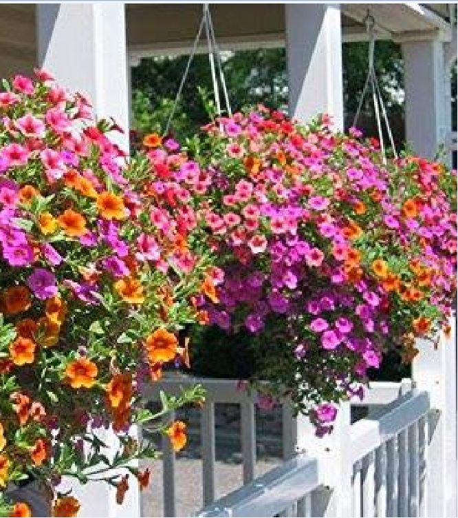 Hạt Giống Hoa Triệu Chuông Mix Màu