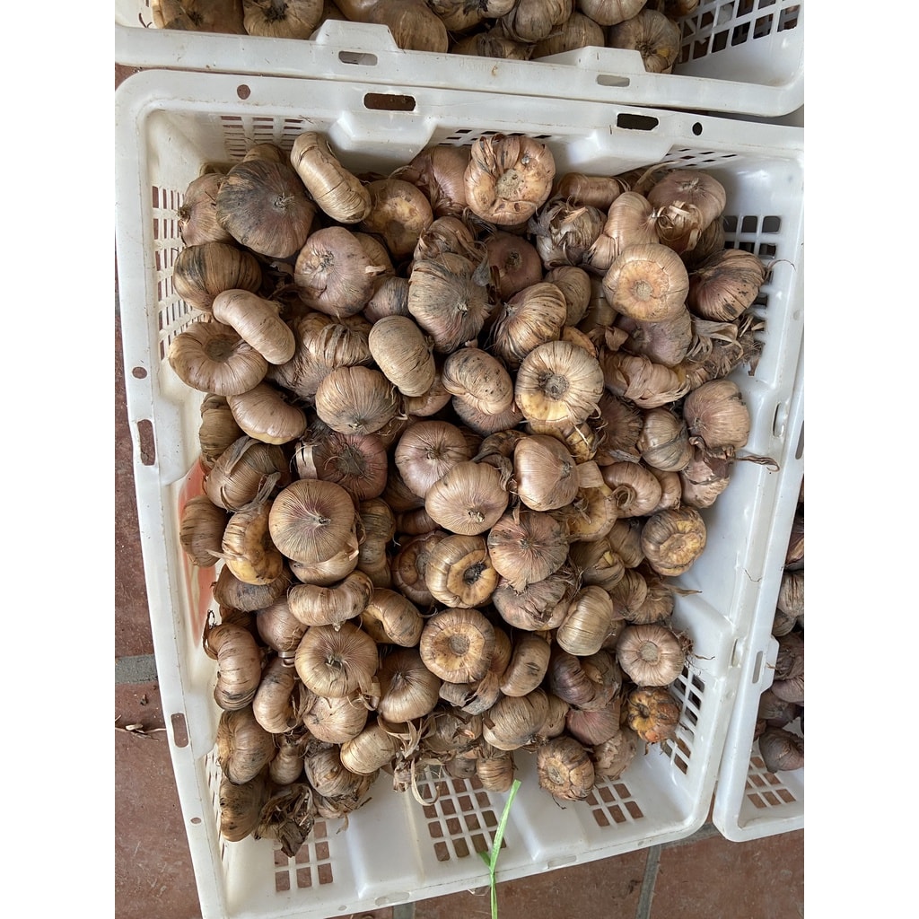 Củ Giống Hoa Lay Ơn Nhiều Màu ( Combo 10 củ )