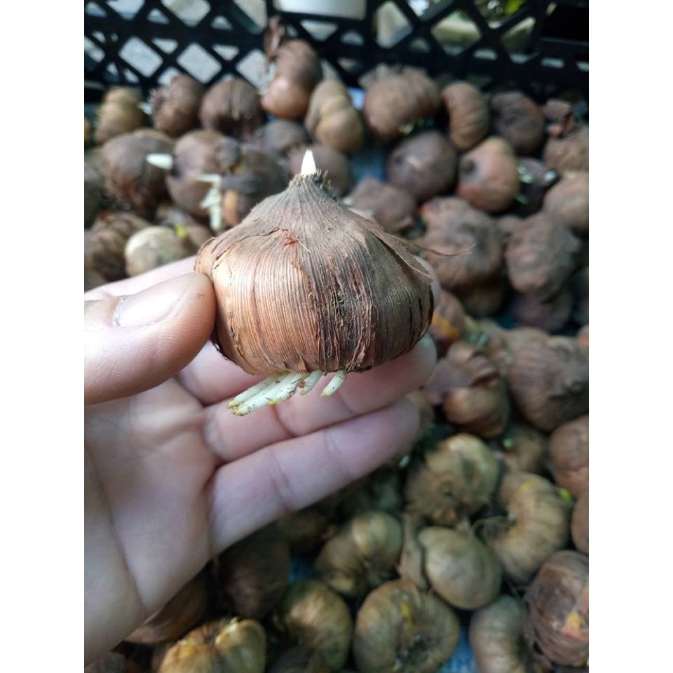 Củ Giống Hoa Lay Ơn Nhiều Màu ( Combo 10 củ )