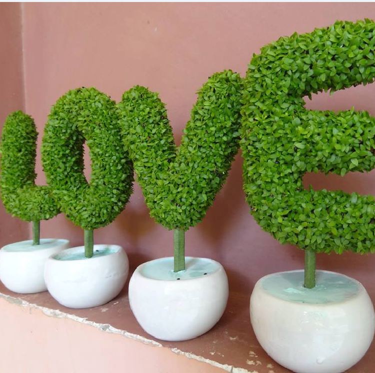 Hạt Giống Cỏ May Mắn - Gói 1gram