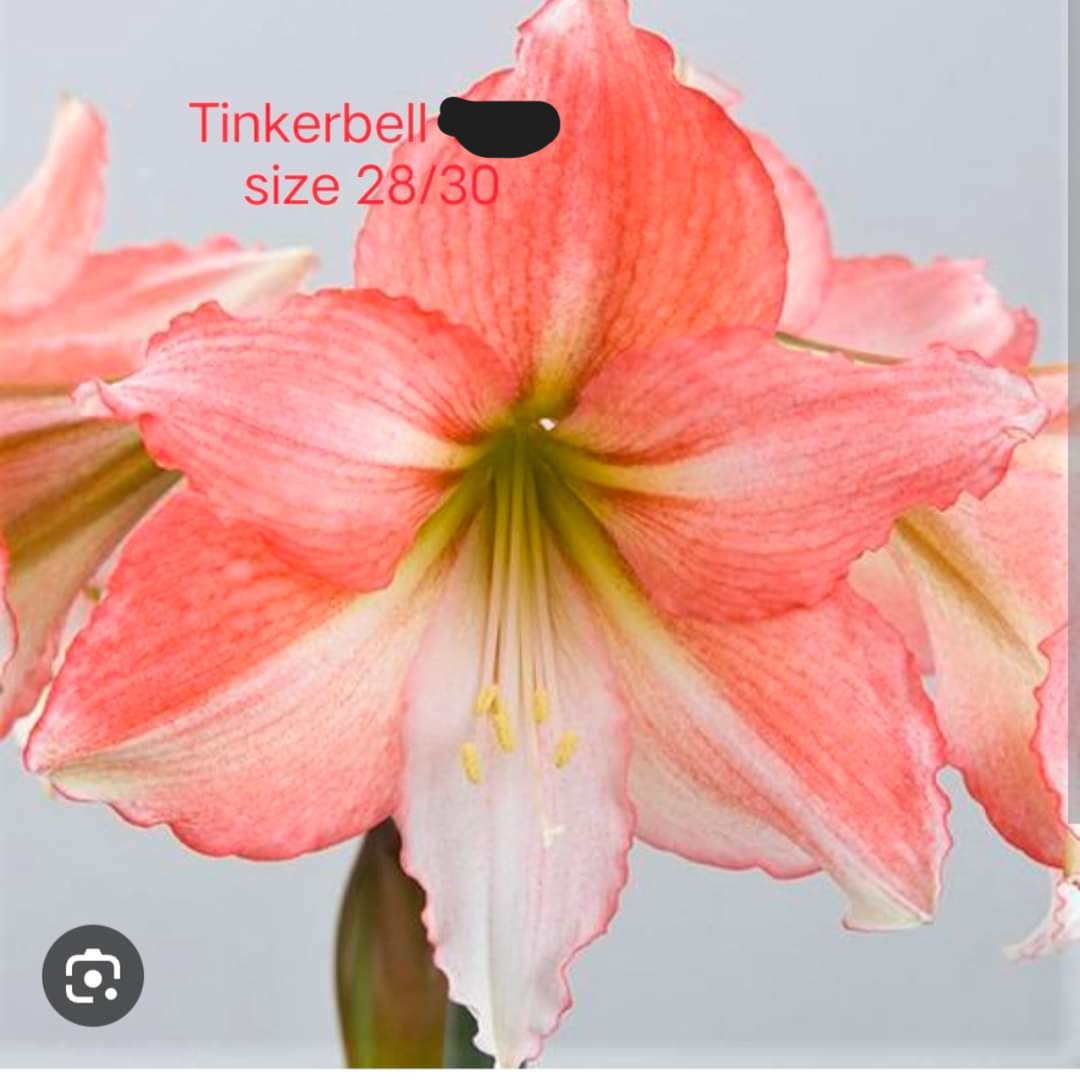 Củ hoa lan huệ cánh kép nhập khẩu - 1 củ (Tổng hợp nhiều loại cực đẹp)