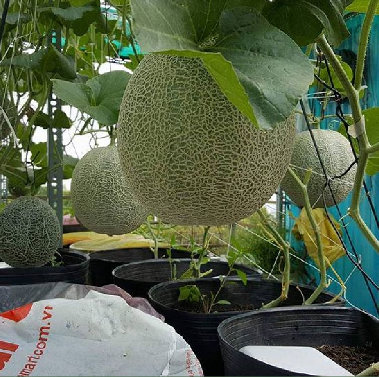Hạt Giống Dưa Lưới Ruột Xanh F1