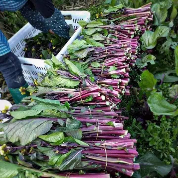 Hạt Giống Rau Cải Ngồng Đỏ