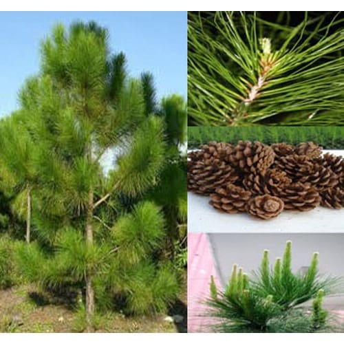 Hạt Giống Cây Giống Thông Caribe