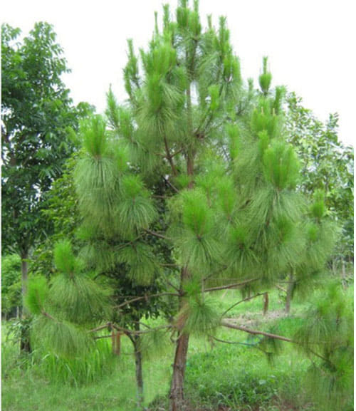 Hạt Giống Cây Giống Thông Caribe