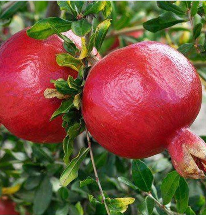 Hạt Giống Lựu Lùn Đỏ Đậm F1