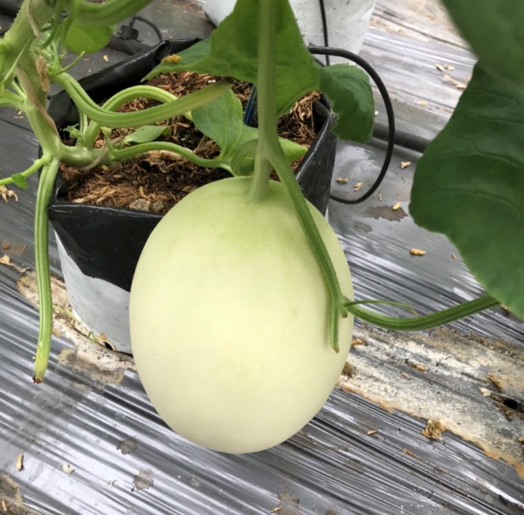 Hạt Giống Dưa Lê Bạch Tuyết