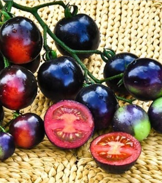 Hạt Giống Cà Chua Đen Mỹ F1