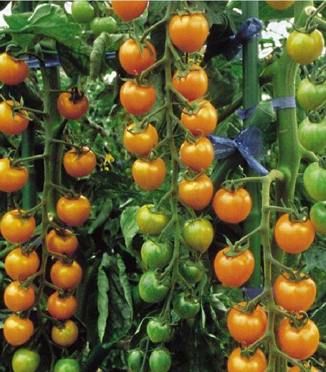 Hạt Giống Cà Chua Bi Vàng (Cà Chua Cherry) F1