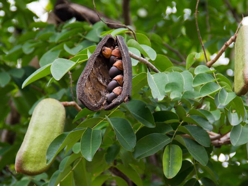 Hạt giống cây gõ đỏ