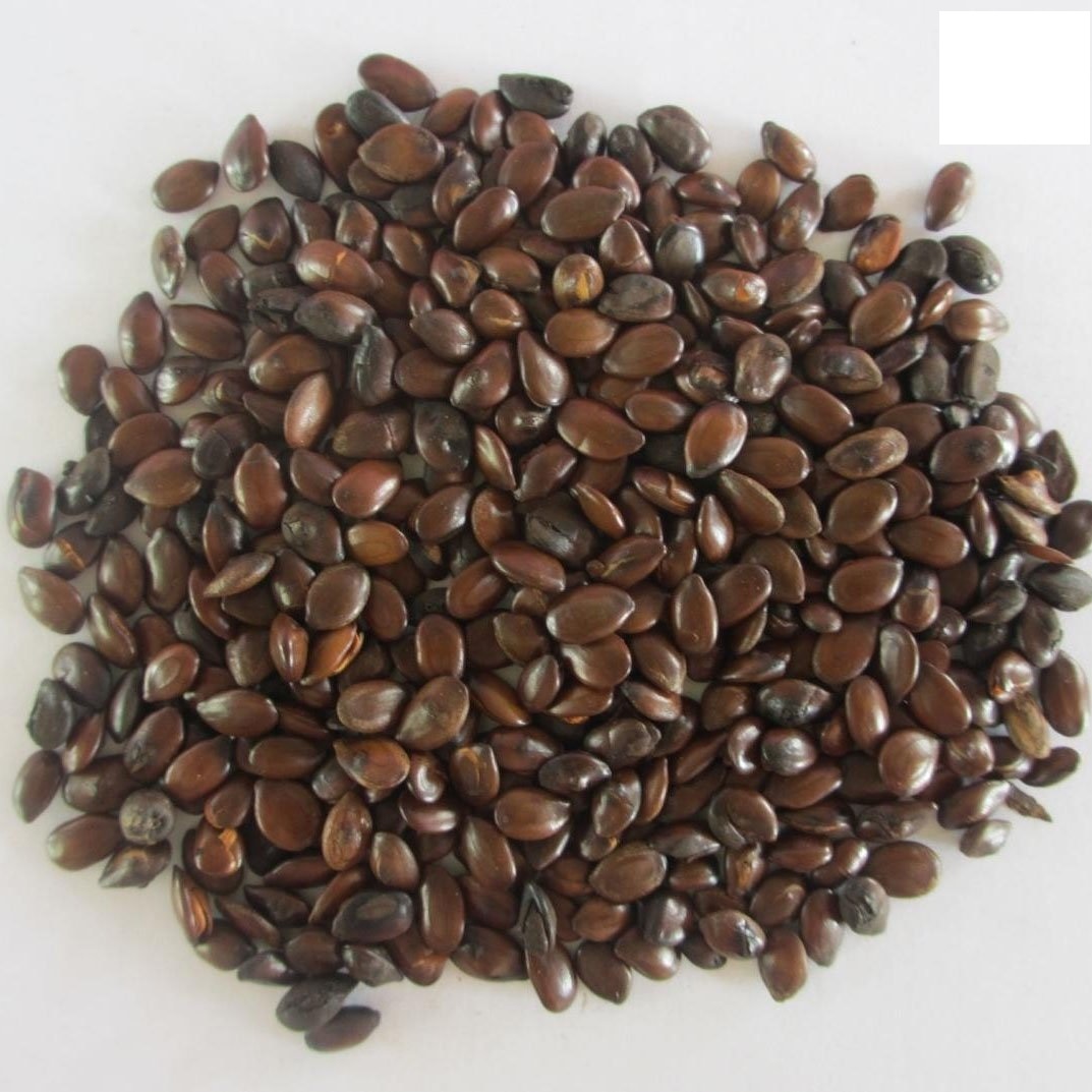 Hạt giống cây keo dậu