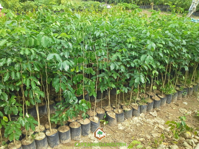 Hạt giống cây gõ đỏ