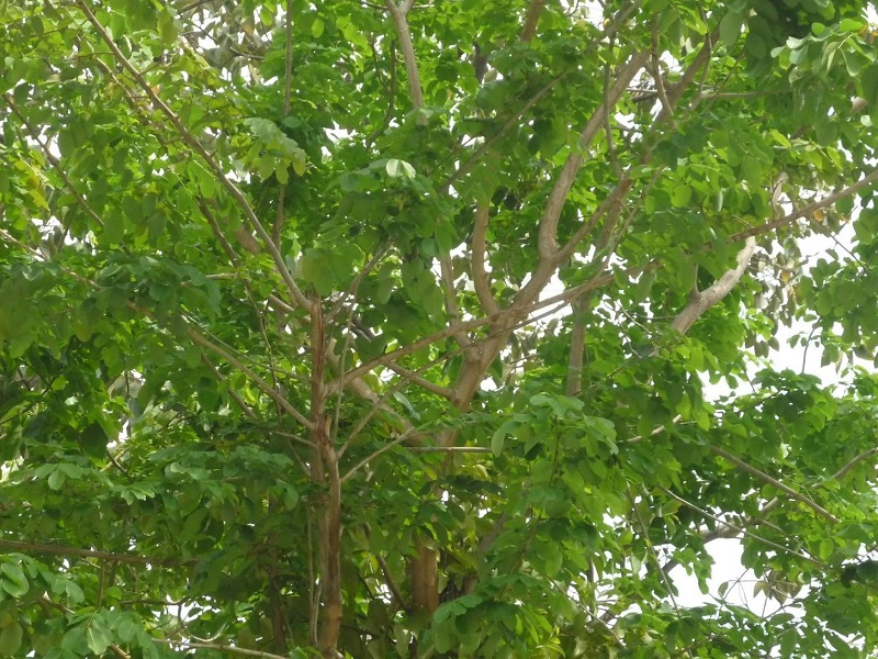 Hạt giống cây gõ đỏ