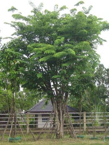 Hạt giống cây gõ đỏ