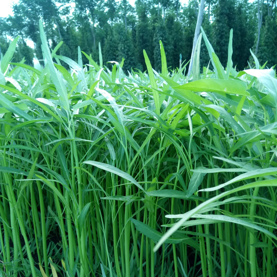 Hạt Giống Rau Muống Cạn  (Rau Muống Lá Tre)