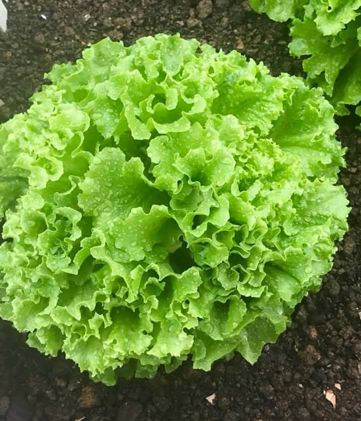 Hạt Giống Xà Lách Xoăn Xanh Cao Sản - Gói 5gram