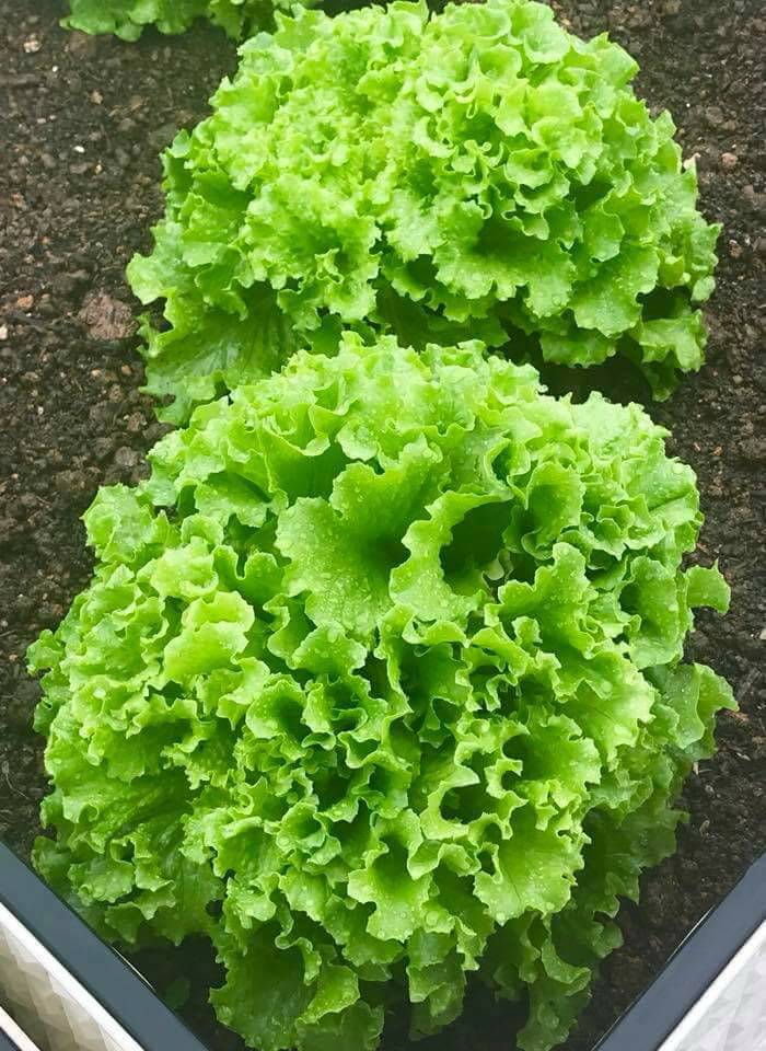 Hạt Giống Xà Lách Xoăn Xanh Cao Sản - Gói 5gram