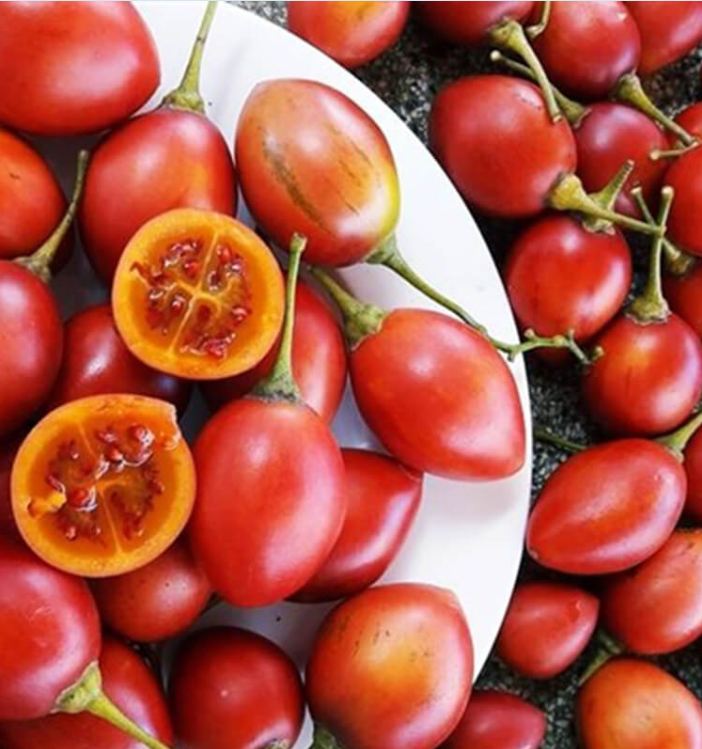 Hạt Giống Cà Chua Thân Gỗ Tamarillo Quả Đỏ