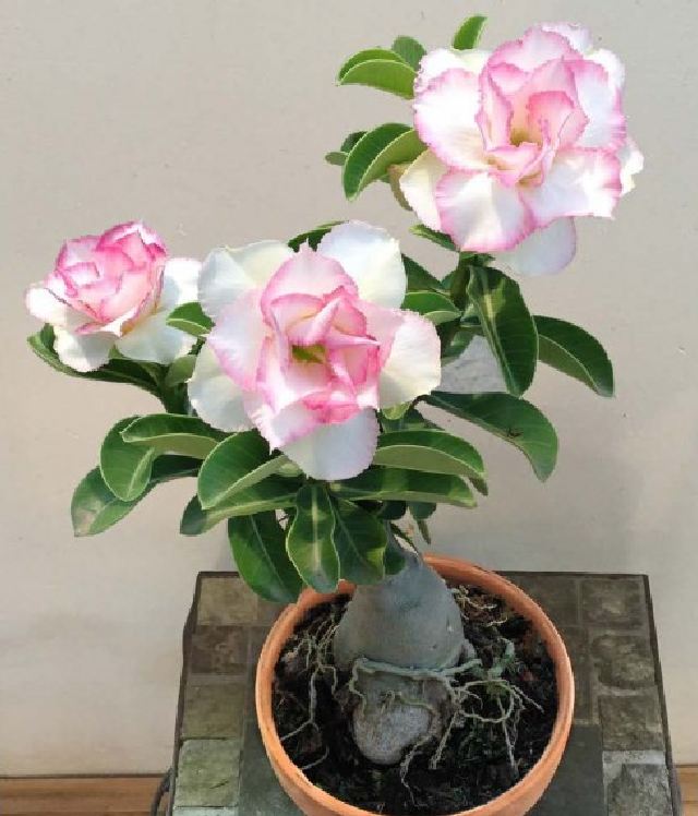 Hạt giống hoa sứ thái mix màu